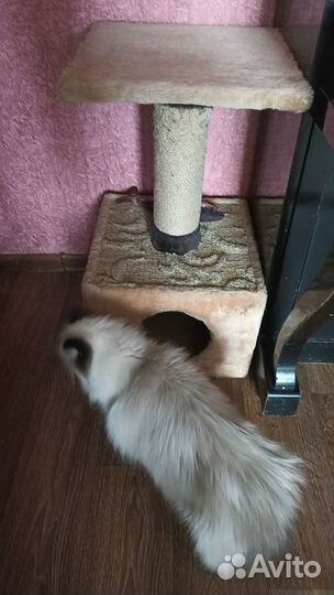 Домик когтеточка и лежанка для котёнка