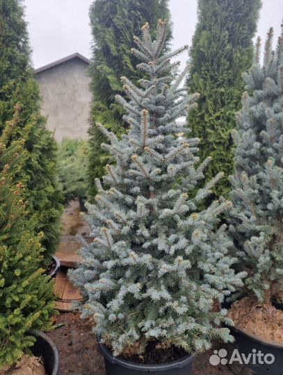 Eль голубая Ольденбург