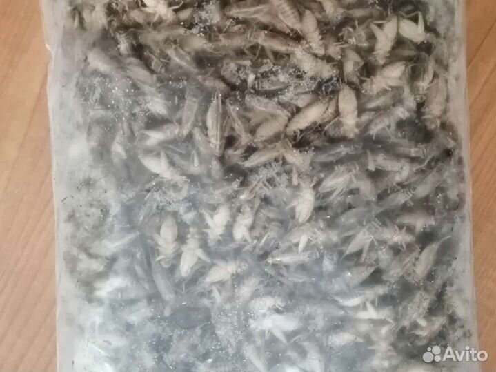 Сверчок домовый(заморозка)