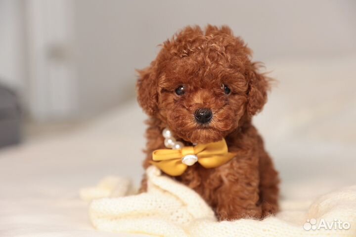 Той-пудель тикап щенки