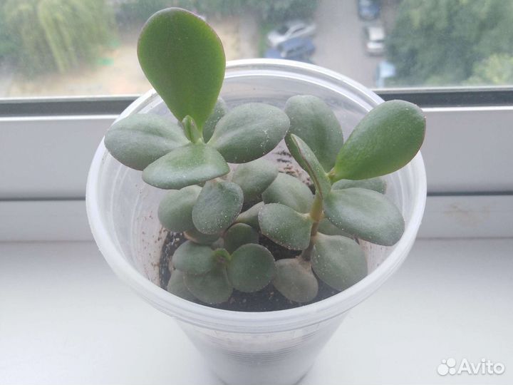 Денежное дерево толстянка