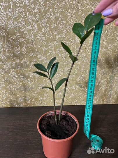 Замиокулькас, декабрист, мята