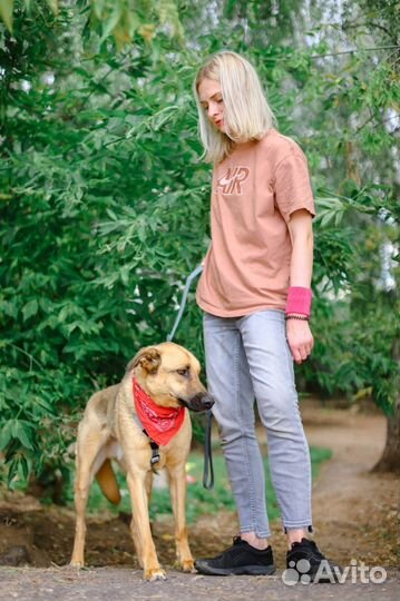 Лео замечательный пес ждет хозяина в приюте