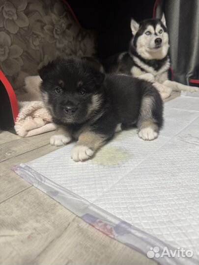 Щенок в добрые руки бесплатно