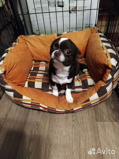 Очаровашка чихуахуа (мальчик)