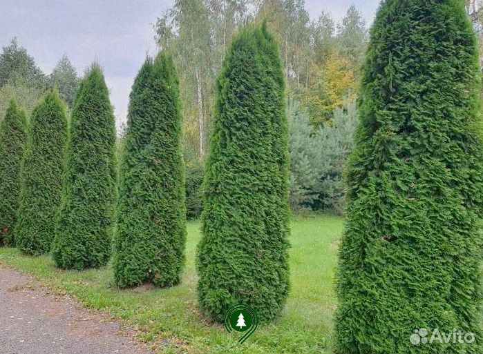 Туя Колумна артикул L-978