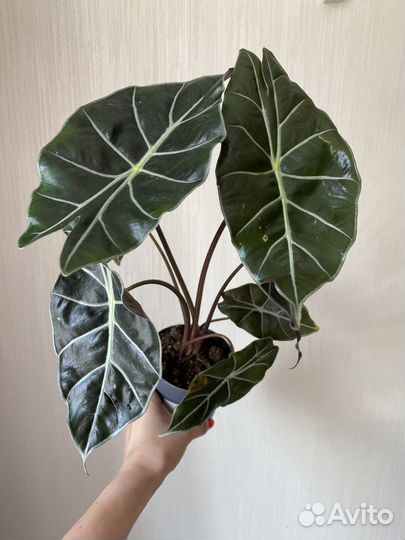 Алоказия ватсониана