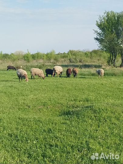 Курдючные бараны овцы