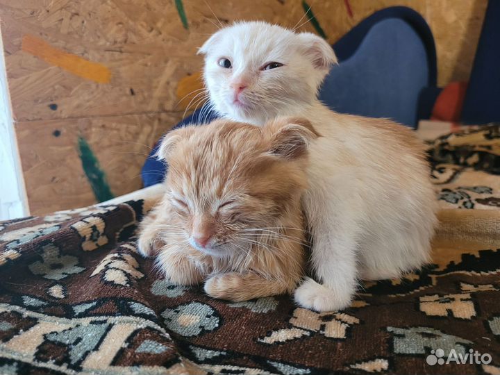 Отдам в добрые руки