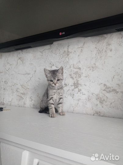 Отдам в добрые руки котят приучены к лотку