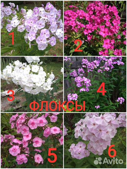 Цветы многолетники в асс.примулы,ирис,флокс,другие