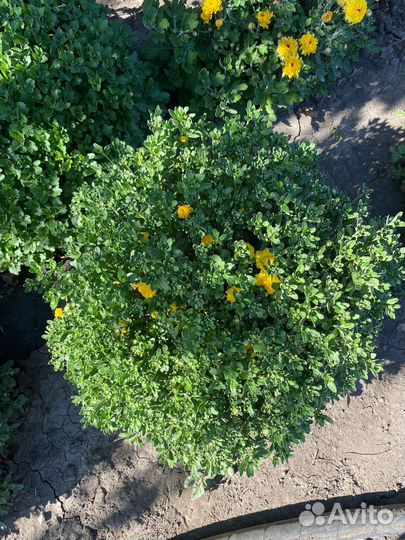 Хризантемы мультифлора