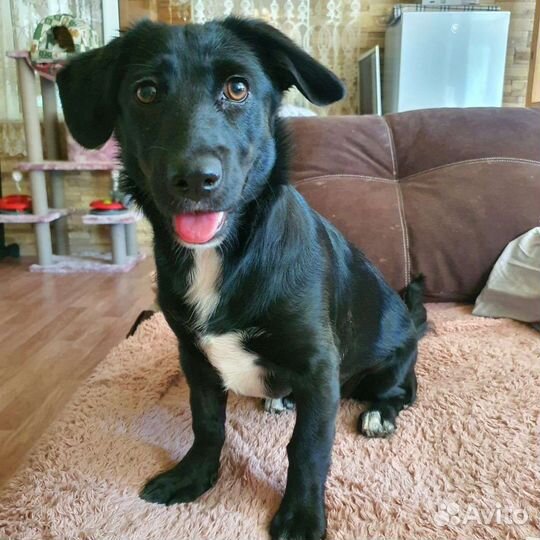 Щенок умничка