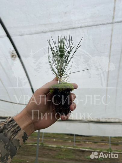 Сеянцы Лиственницы Сибирской с зкс