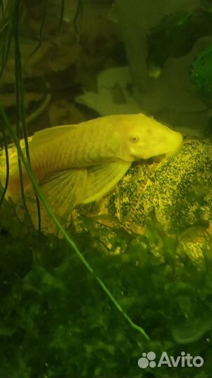 Сомики анциструсы