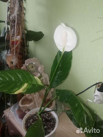 Спатифиллум