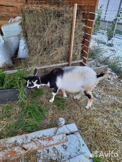 Козел зааненский