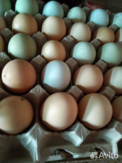 Домашнее куриное яйцо и чеснок 10