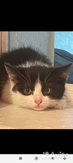 Котенок без лапки