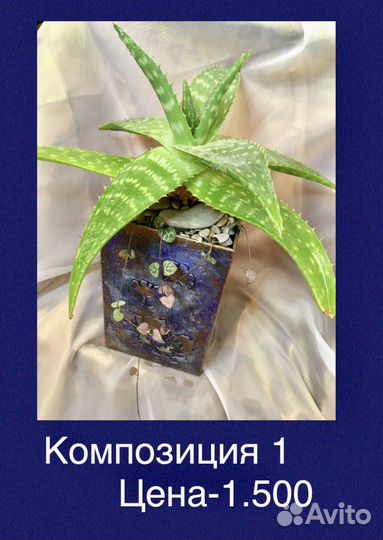 Композиции из комнатных растений