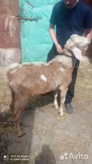 Англо-нубийский козел