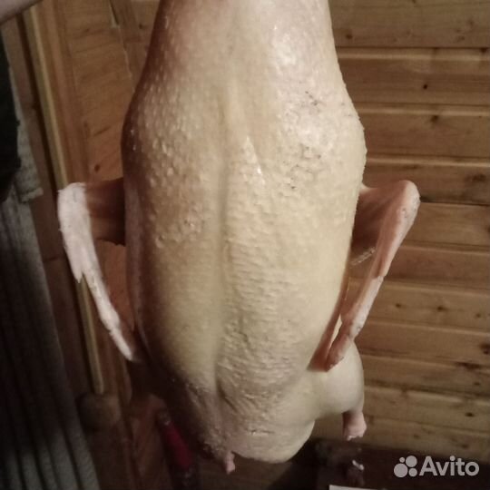 Мясо птицы,домашнее