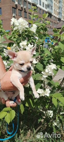 Щенки чихуахуа мини девочка и мальчик