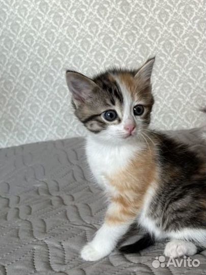 Котёнок мальчик в добрые руки