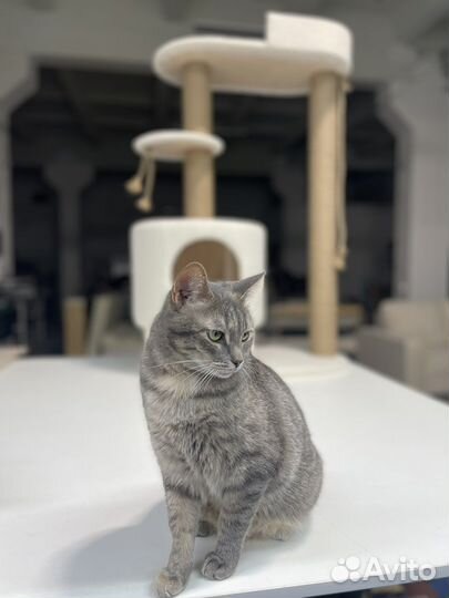 Домик для кошки с когтеточкой