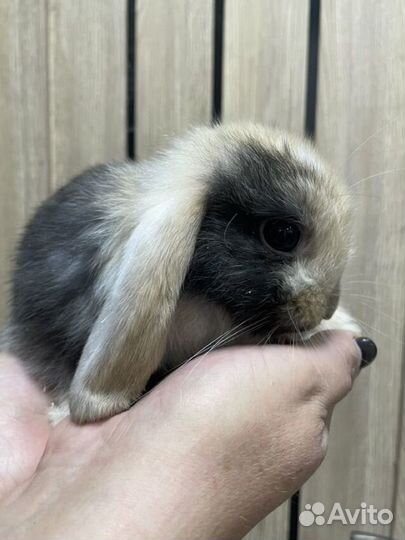 Декоративные карликовые кролики