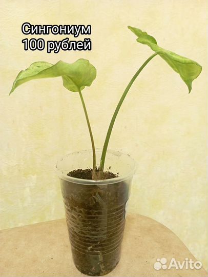 Комнатные цветы