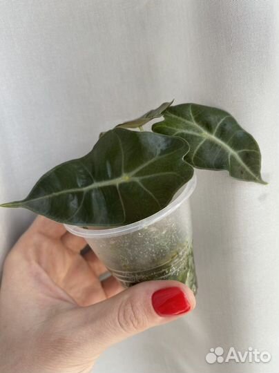 Алоказия полли