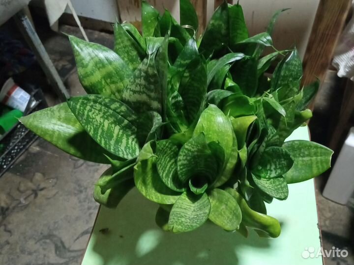 Сансевиерия Ханни грин