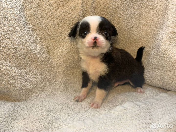 Чихуахуа мини мальчик