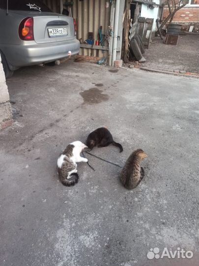 Отдам в добрые руки кошечек