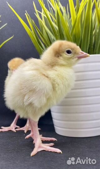 Индейка суточная индюшата Краснодар