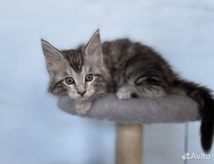 Котята мейнкуна