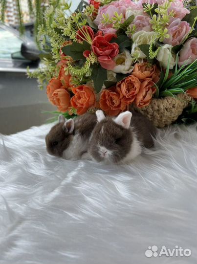 Карликовые кролики Царские