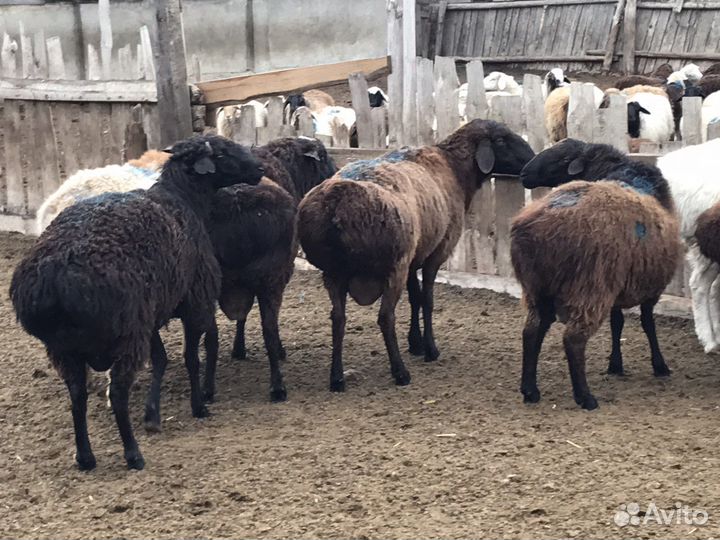 Бараны гиссарские