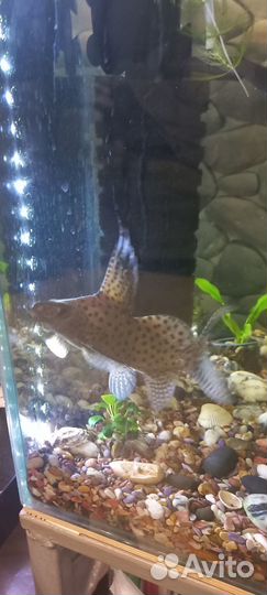 Синодонтис