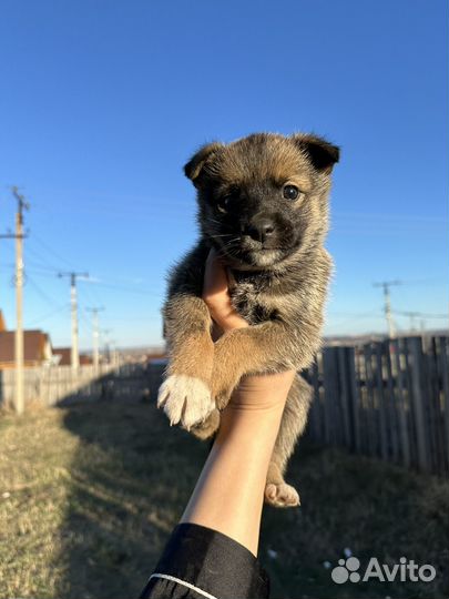 Щенок в добрые руки