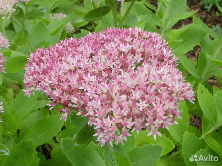 Очиток Катальпа и другие многолетники для сада