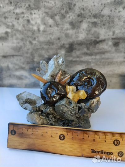 Окаменелости аммониты