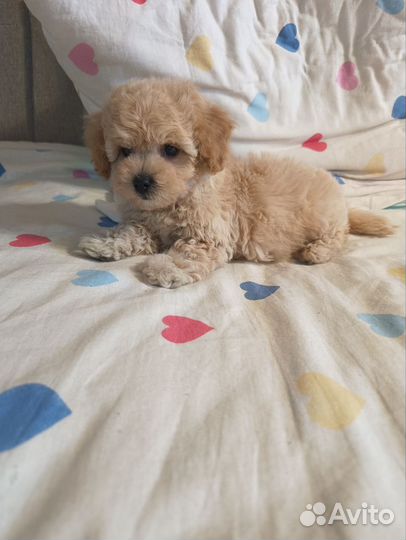 Микро Мальтипу мальчик