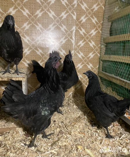 Инкубационное яйцо курицы Ухейилюй