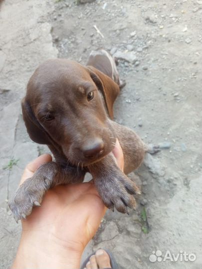 Щенки курцхара