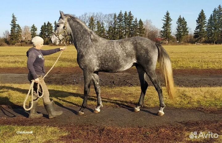 Лошадь. Орловский рысак