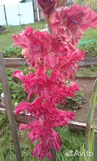 Гладиолусы луковицы и детки