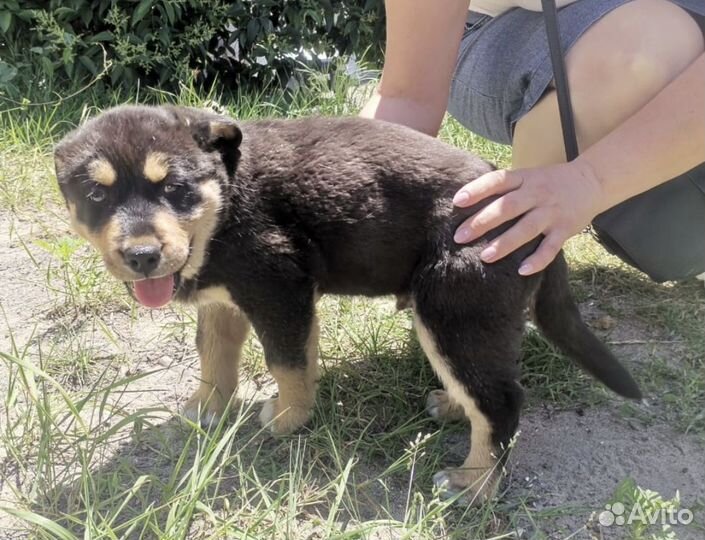 Собака в добрые руки щенок