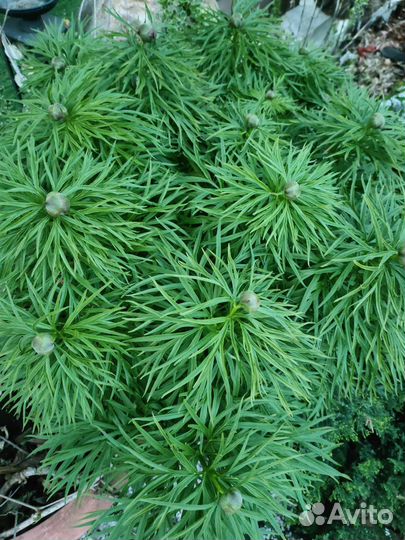 Пион травянистый, многолетники